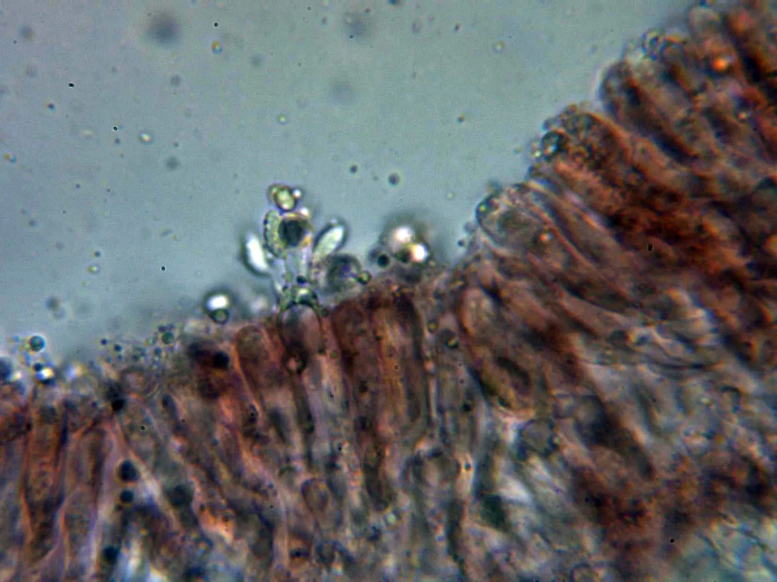 Microscopía de Tricholoma atrosquamosum - 10 - Basidio tetrasporico